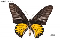 藏品(黃裳鳳蝶)的圖片